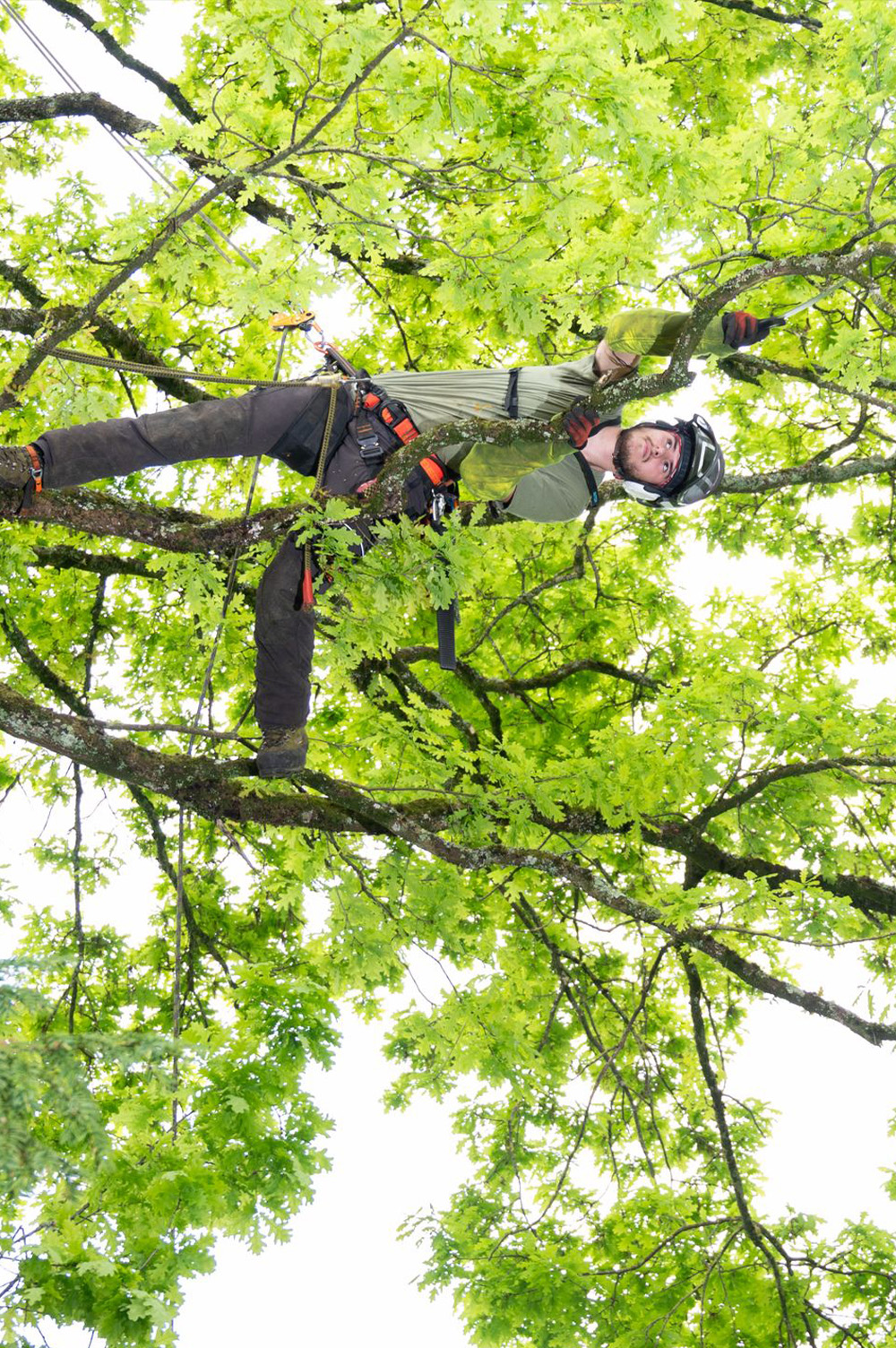 Nos arboristes au service de vos arbres